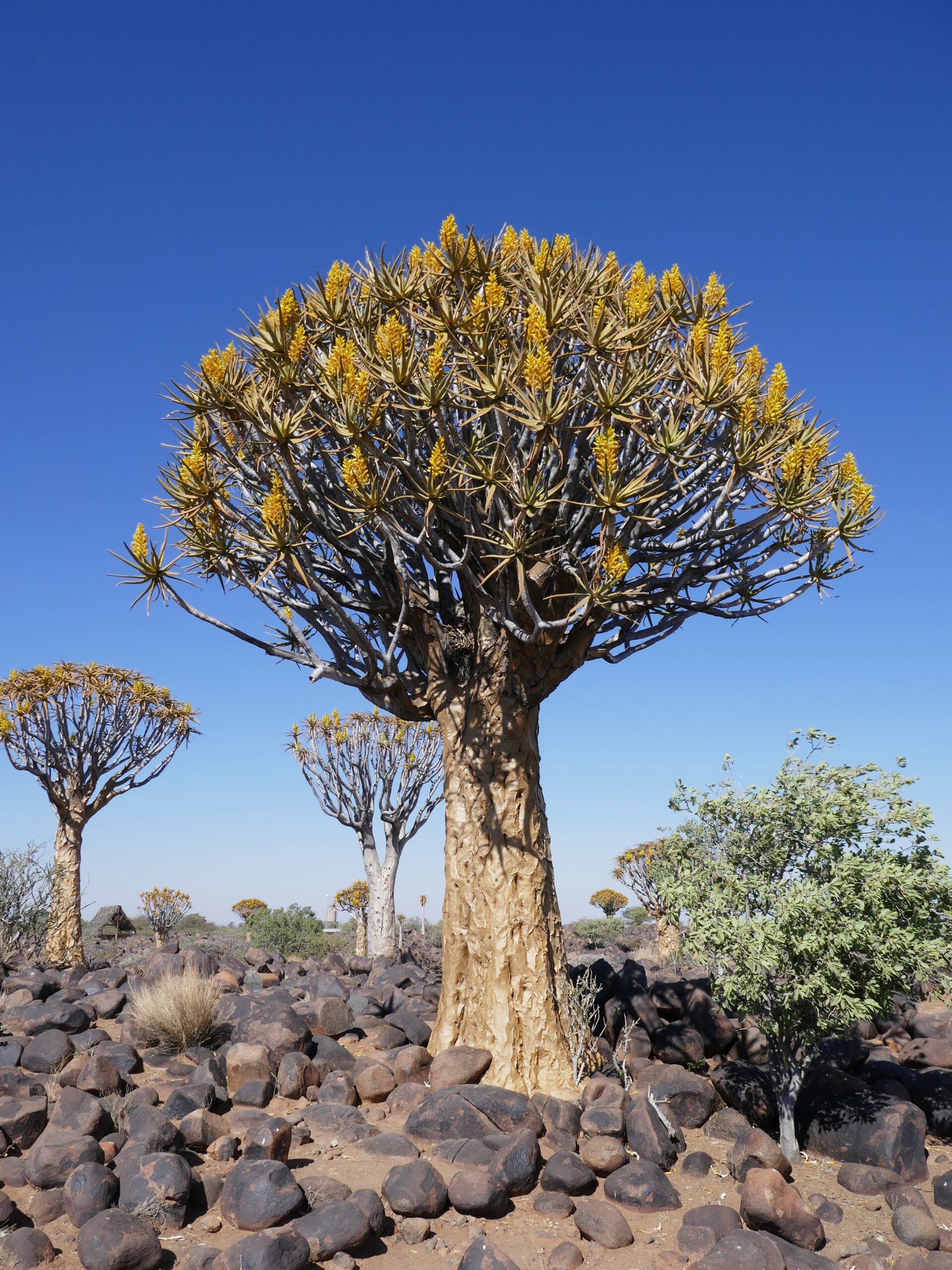 albero-faretra-fish-river