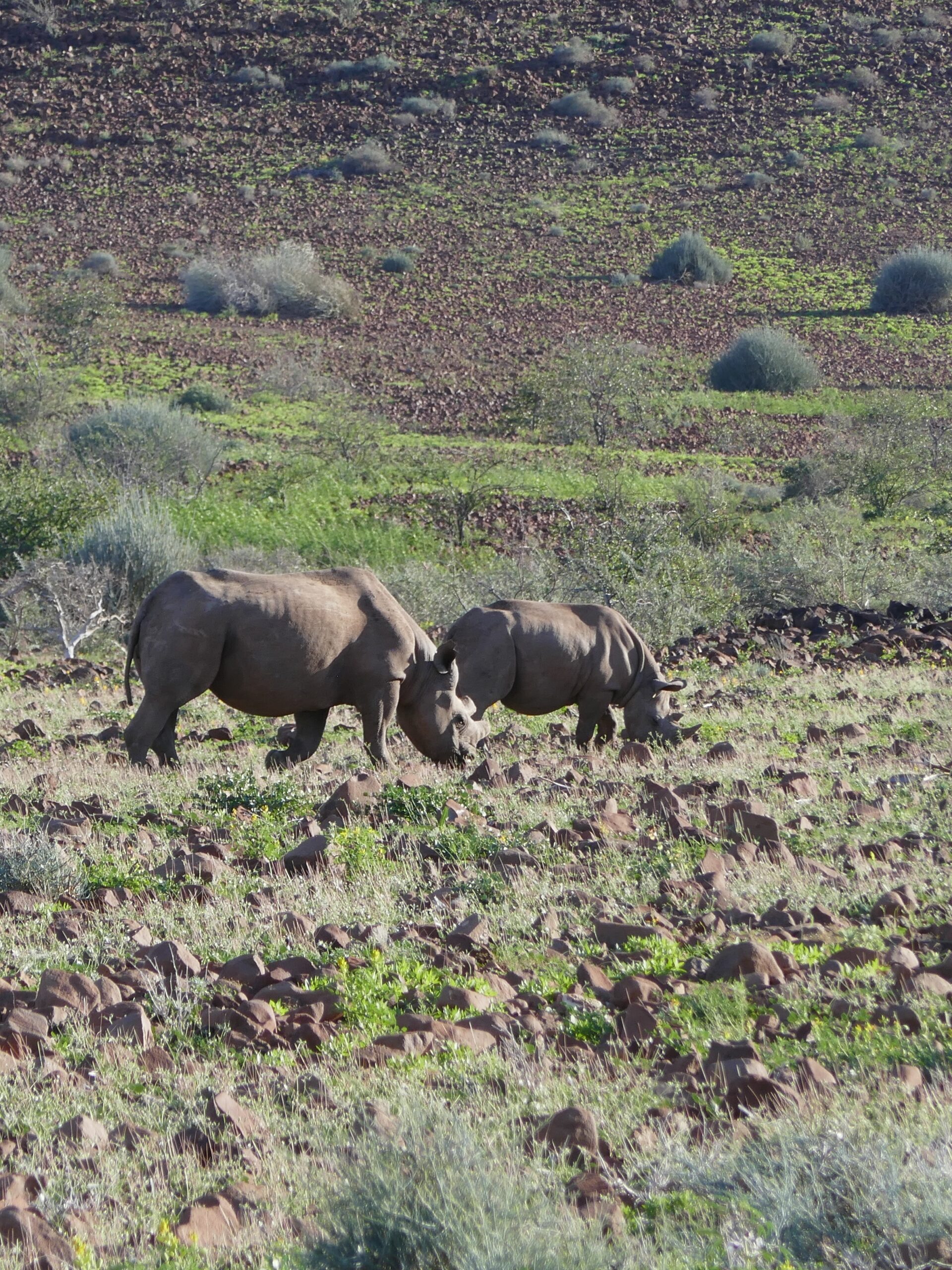 damaraland-rinoceronti