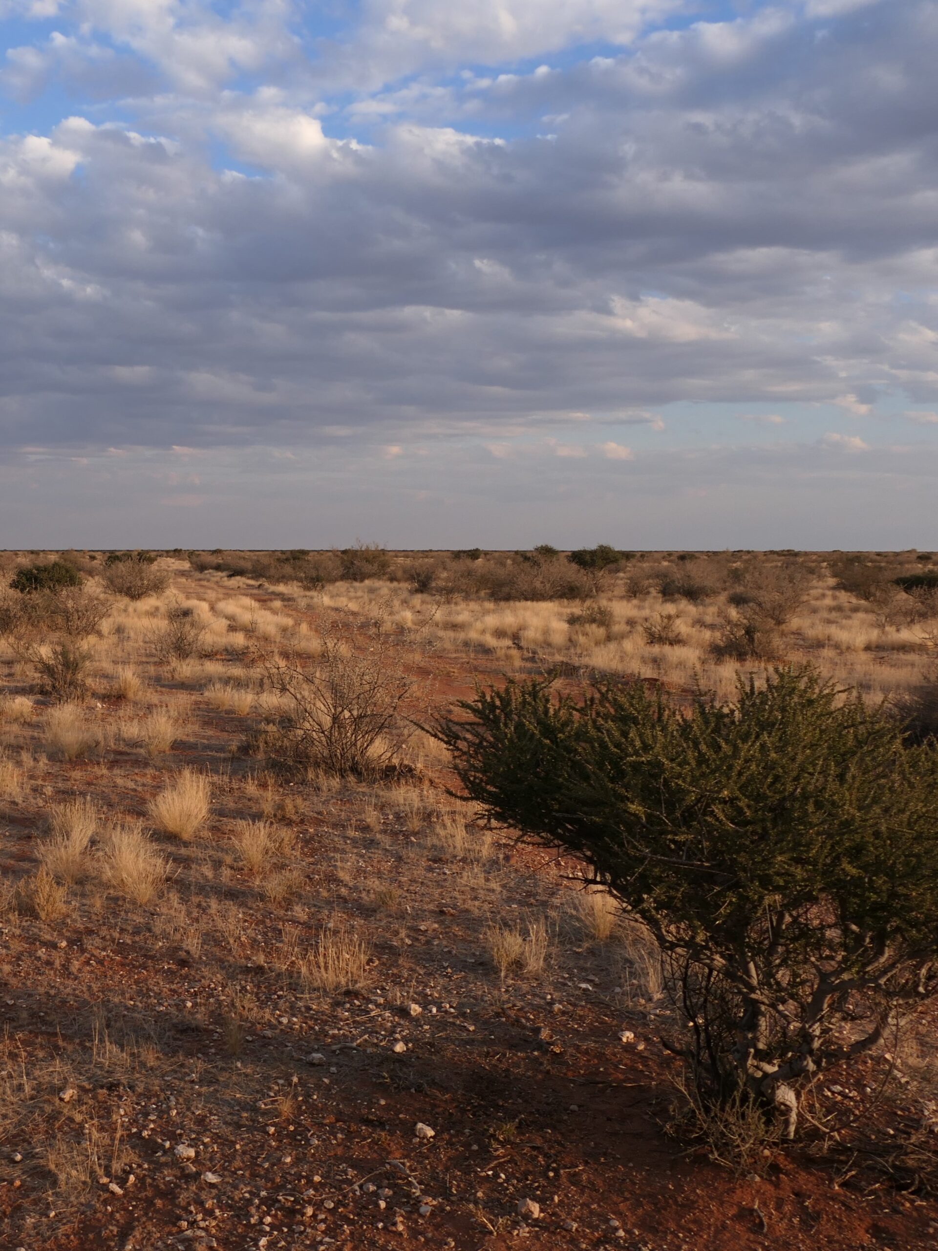 deserto-kalahari-namibia-01