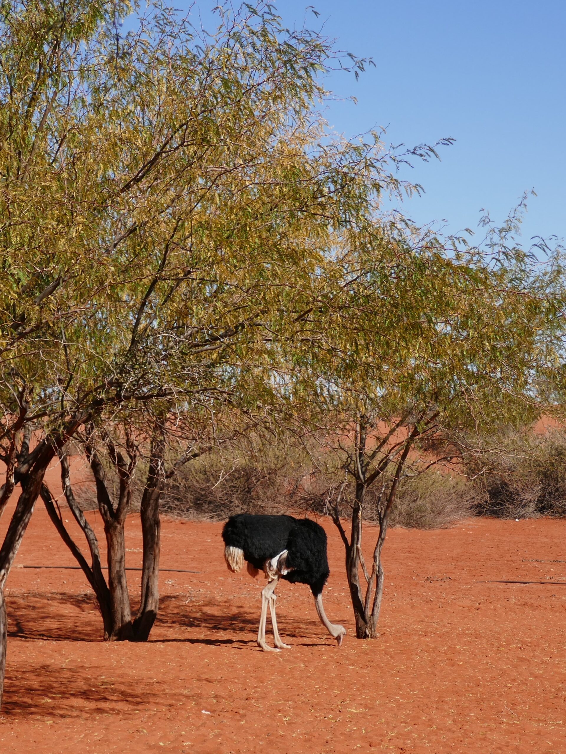 deserto-kalahari-namibia-02