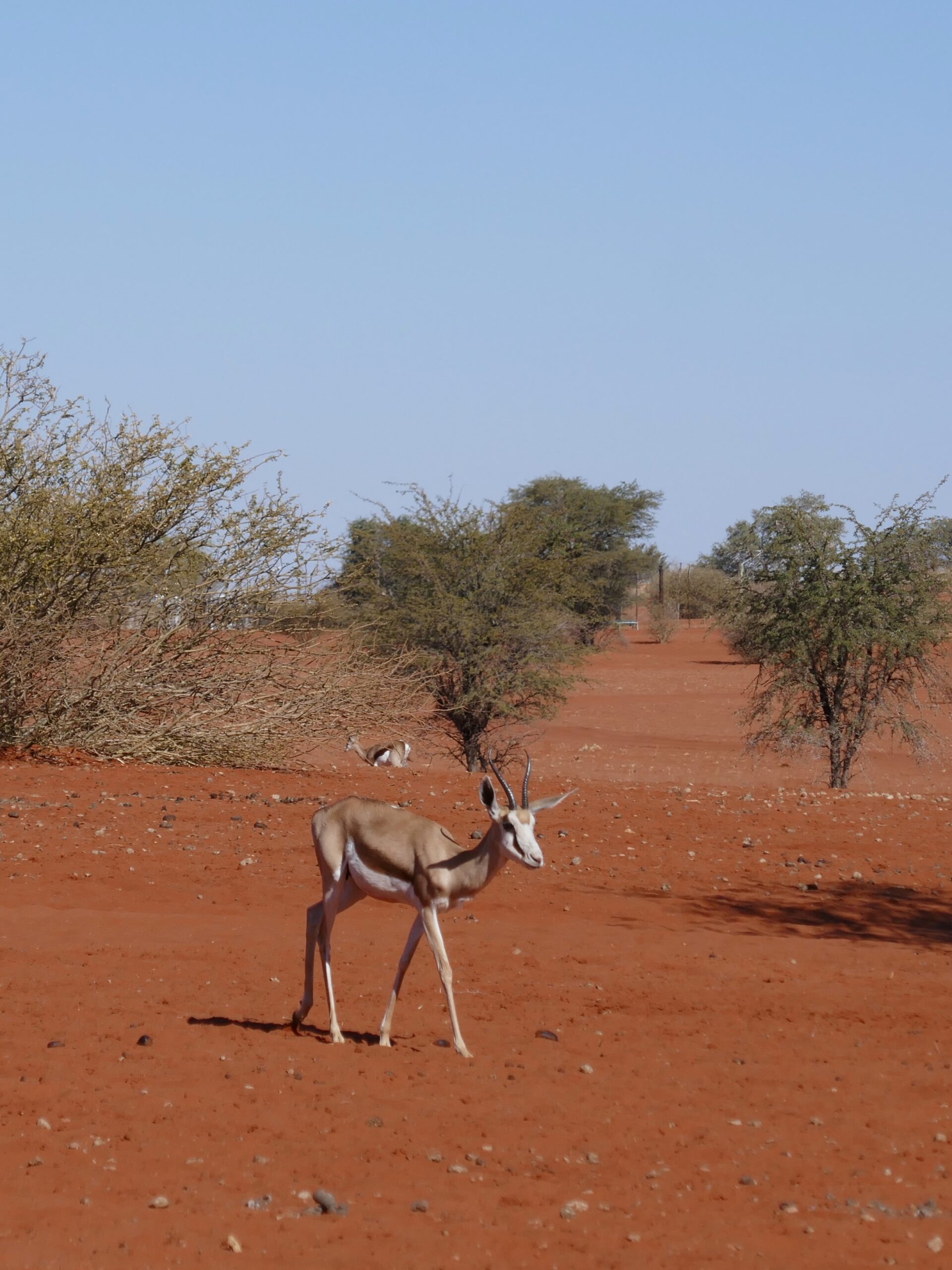 deserto-kalahari-namibia-03