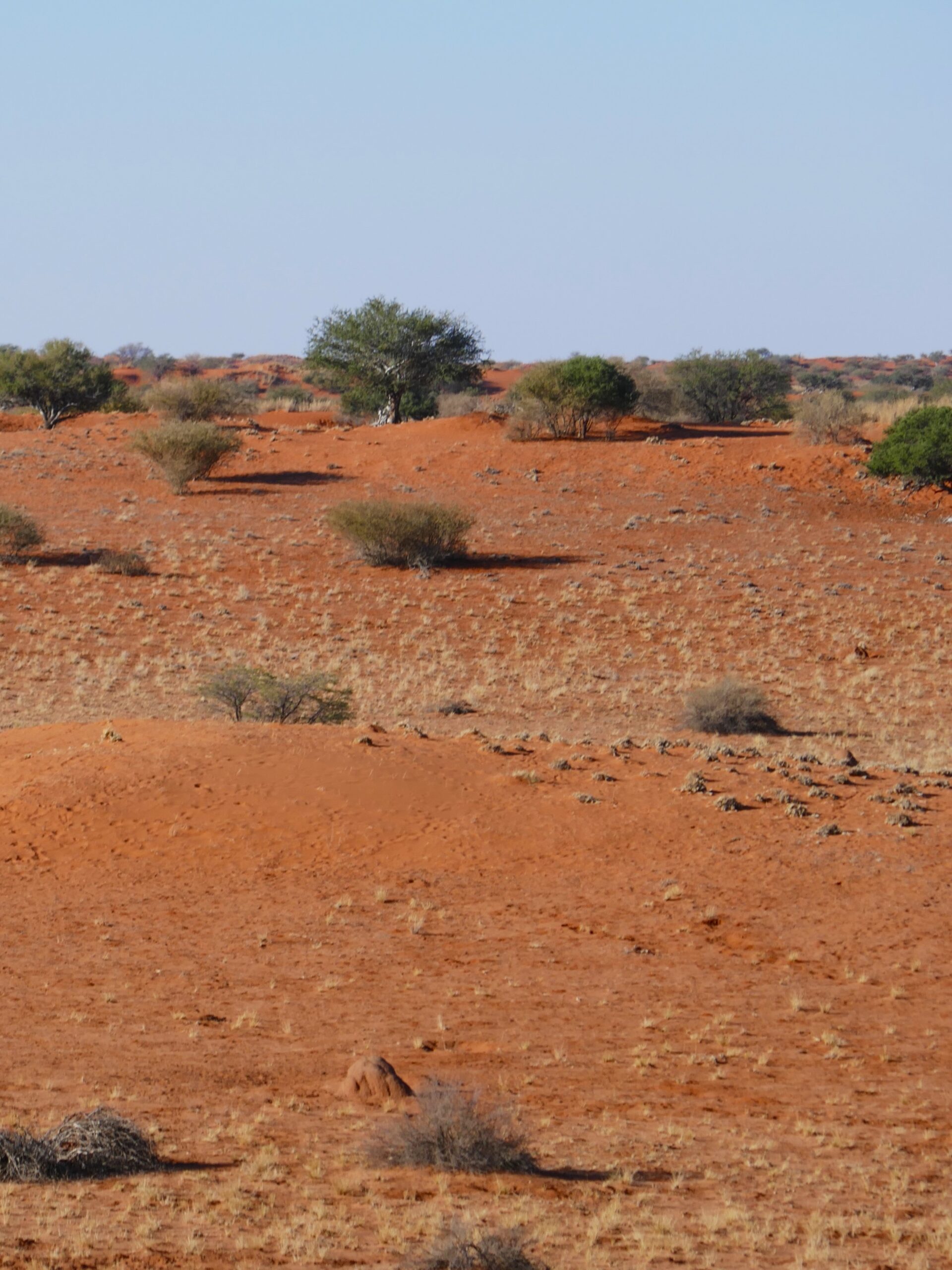 deserto-kalahari-namibia-07