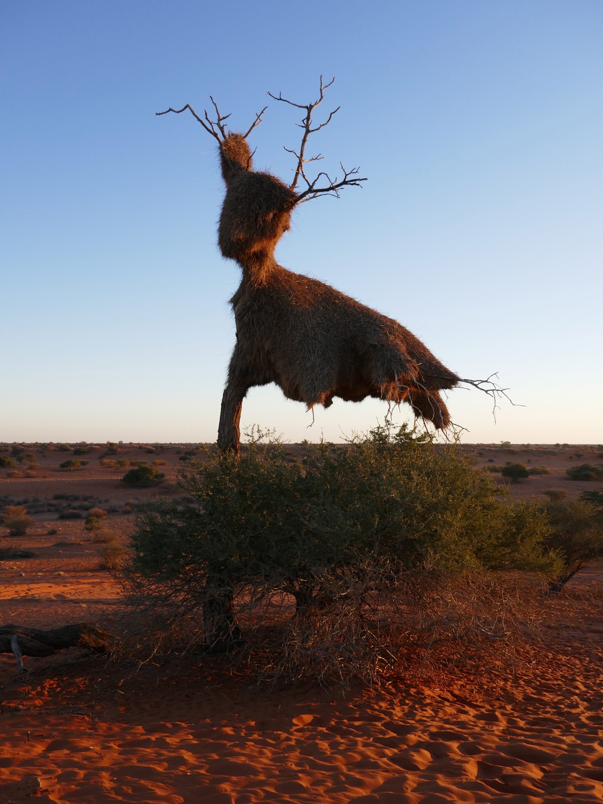 deserto-kalahari-tramonto-02