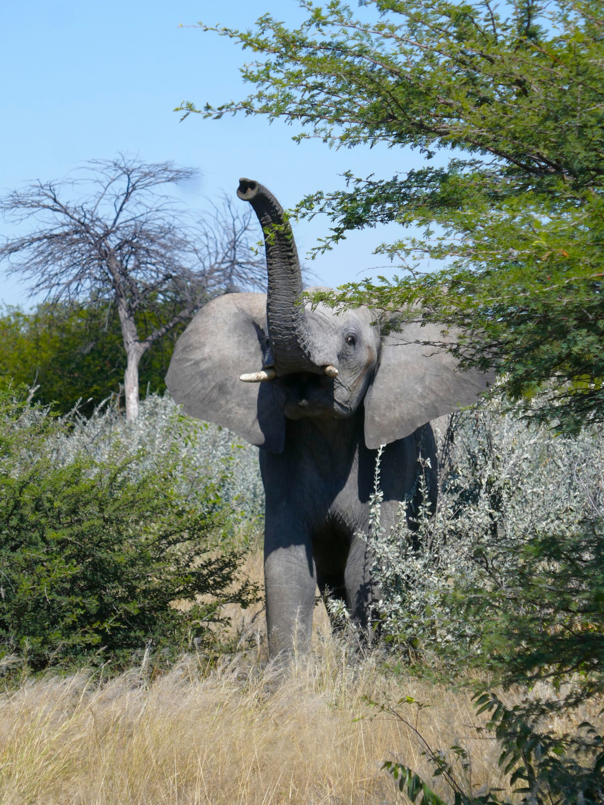 etosha-elefanti-04
