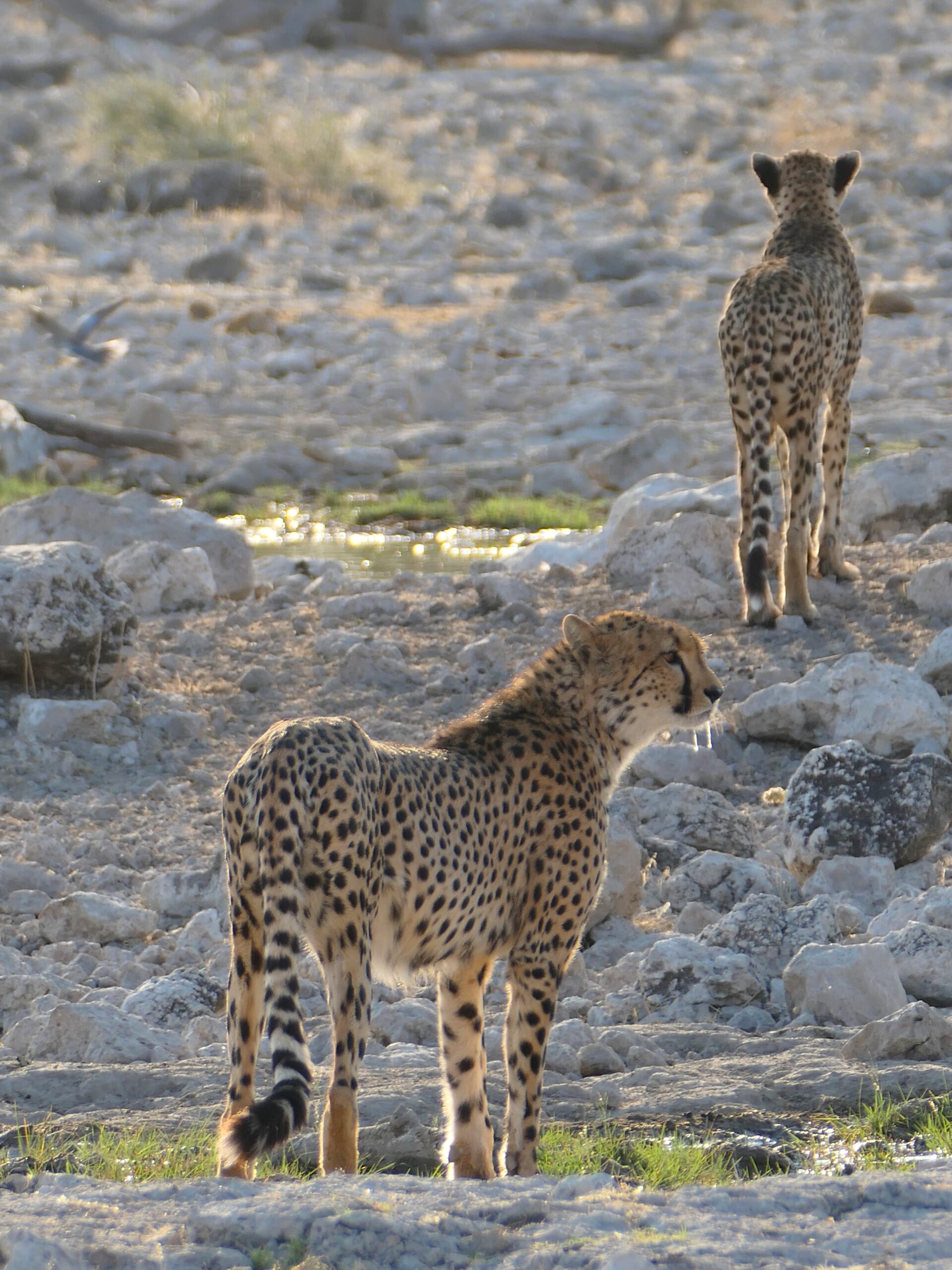 etosha-ghepardo-03
