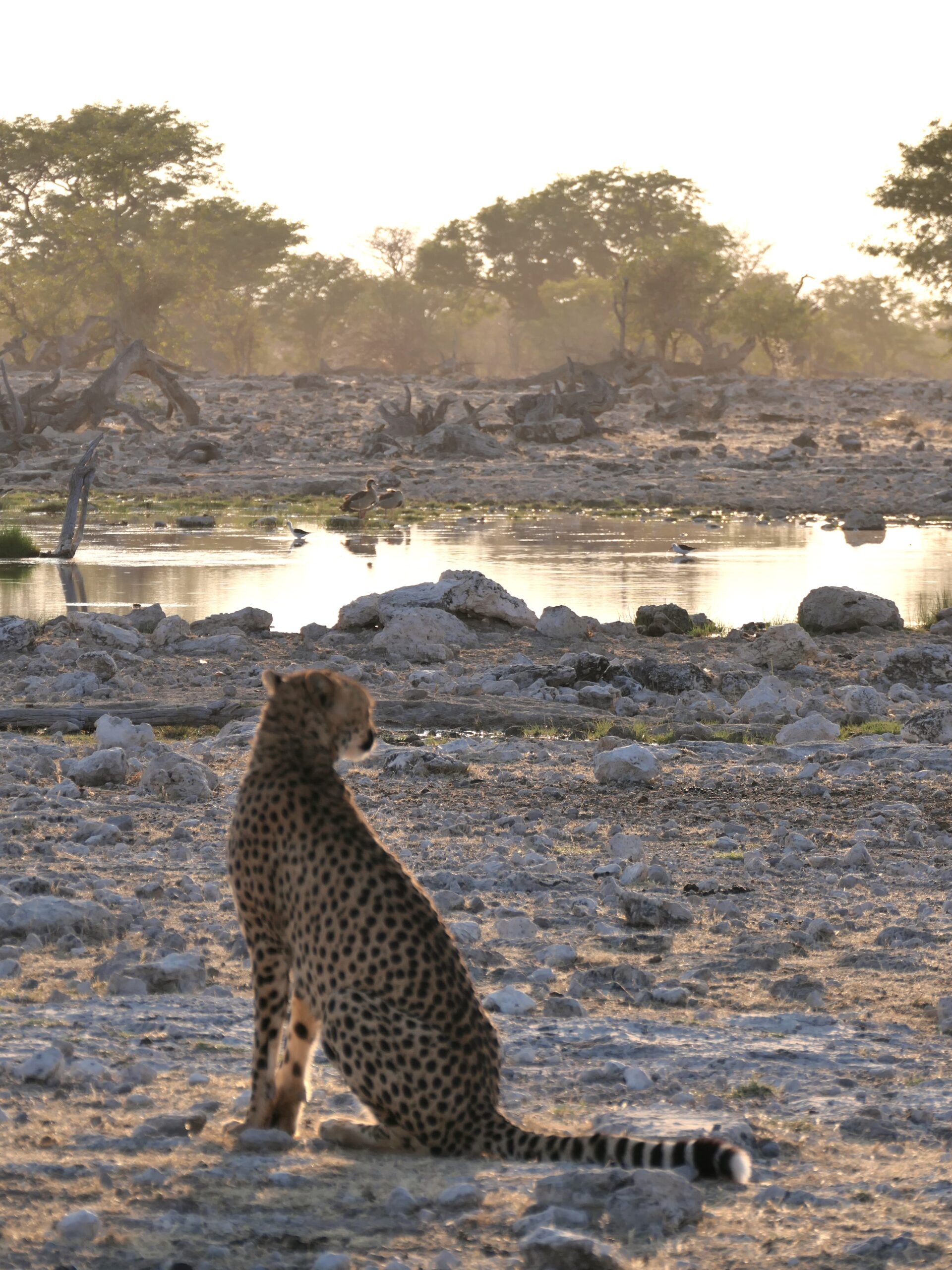 Ghepardo vicino alla pozza del Etosha National Park in Namibia