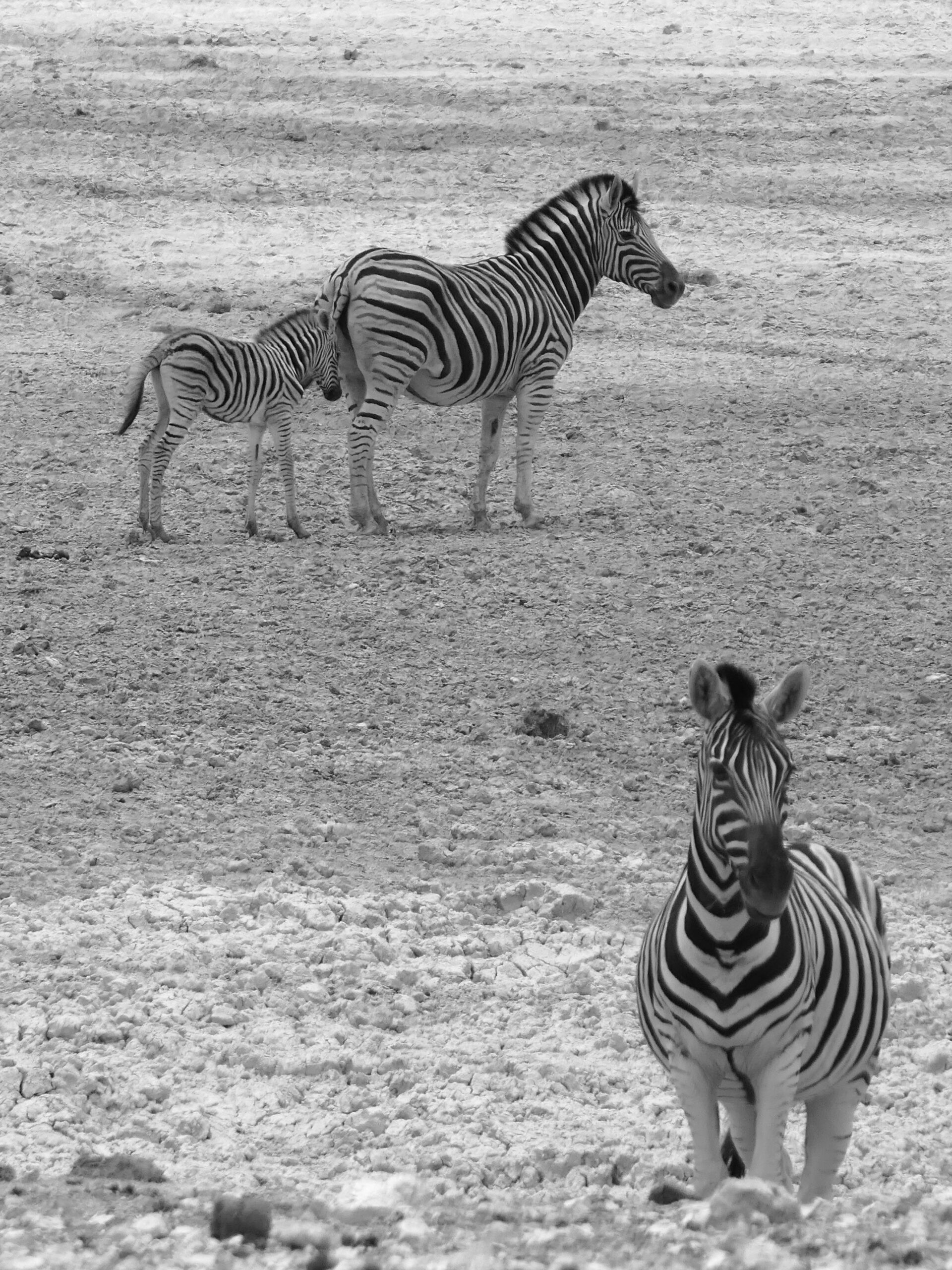 etosha-zebre-03