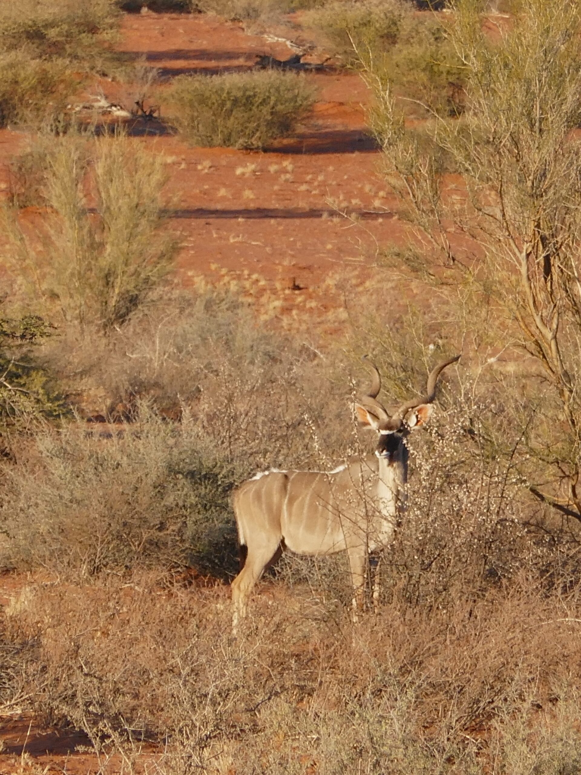 kudu-deserto-kalahari