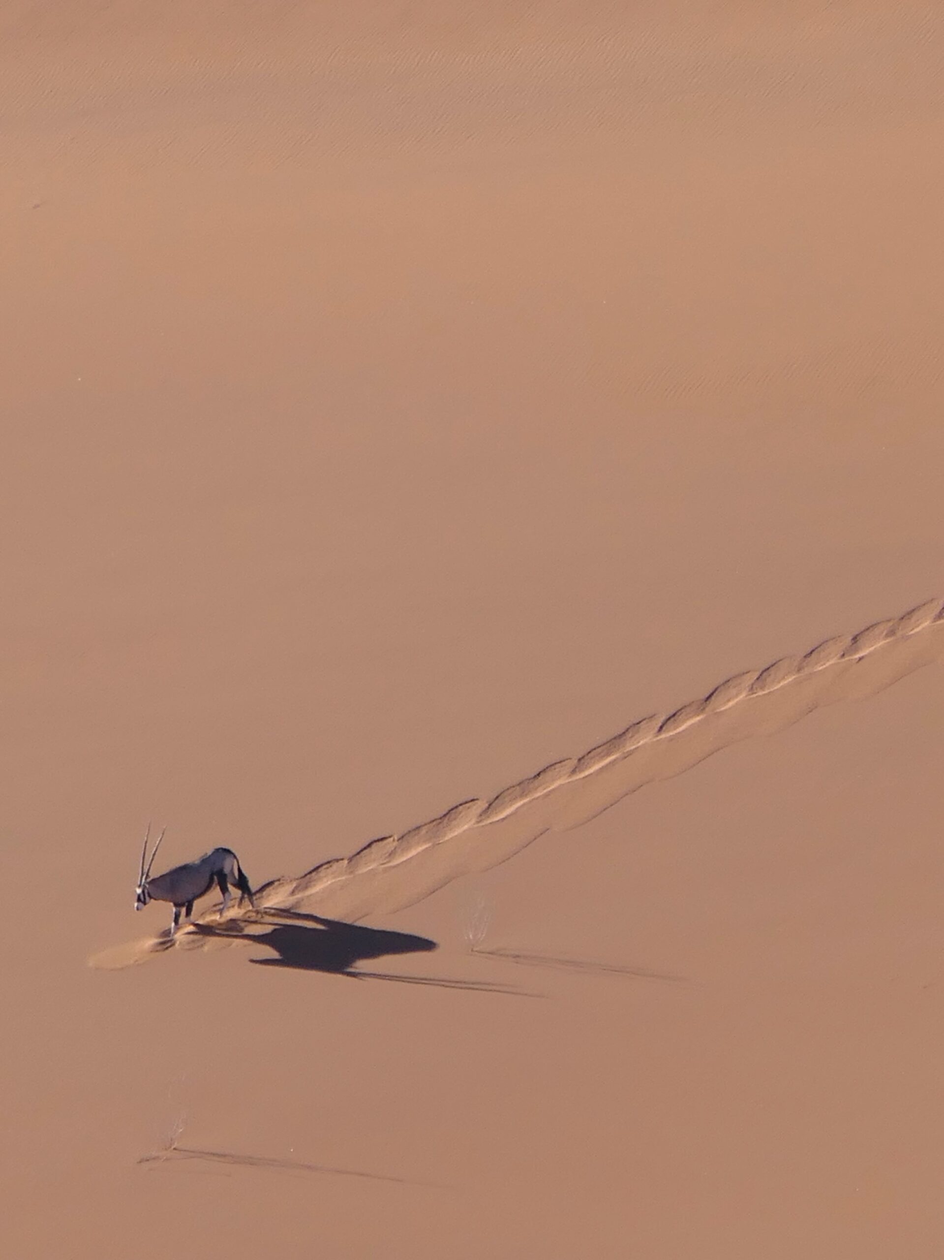 orice-dune-sossusvlei