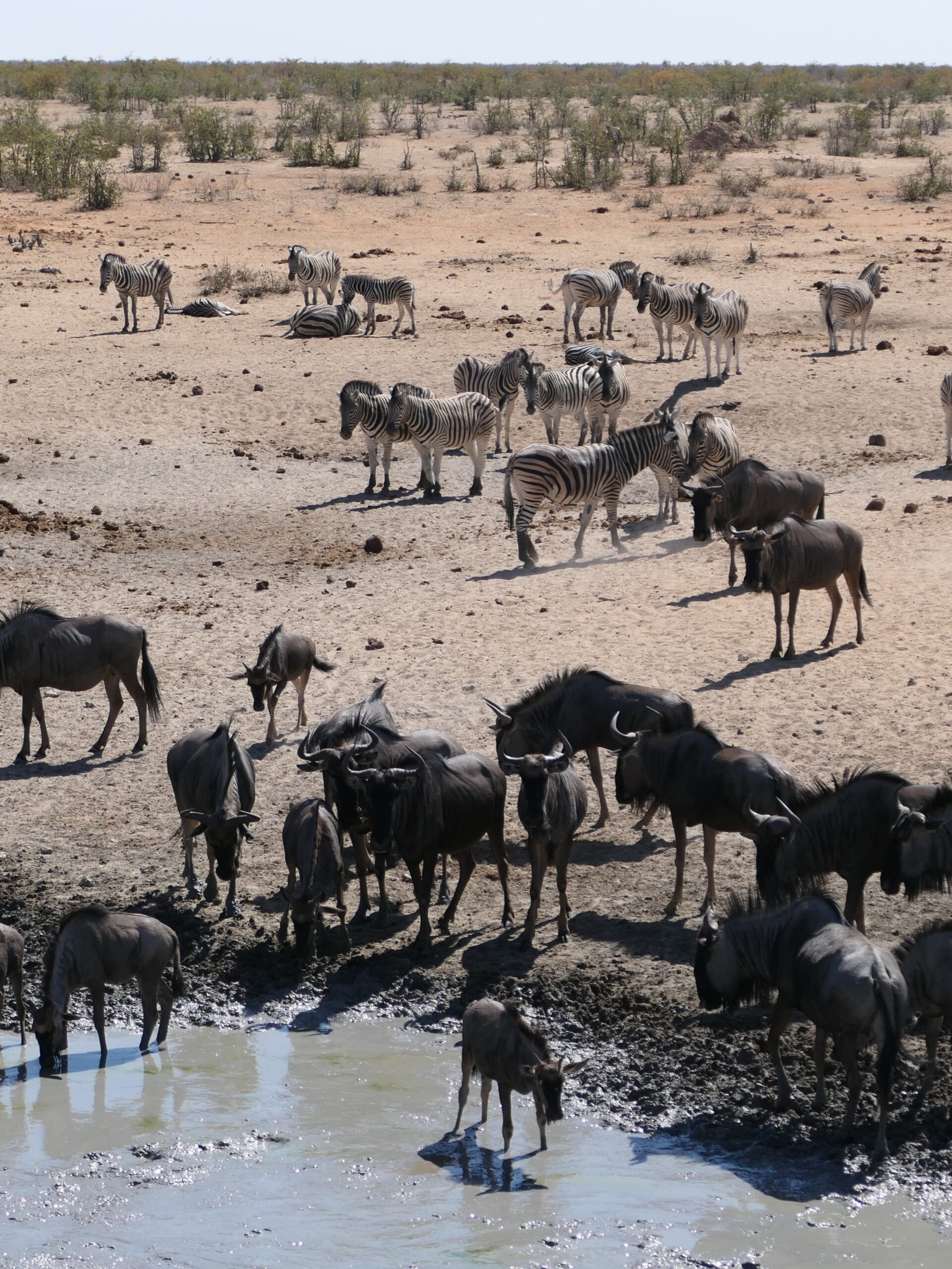 pozza-etosha-national-park-namibia-02