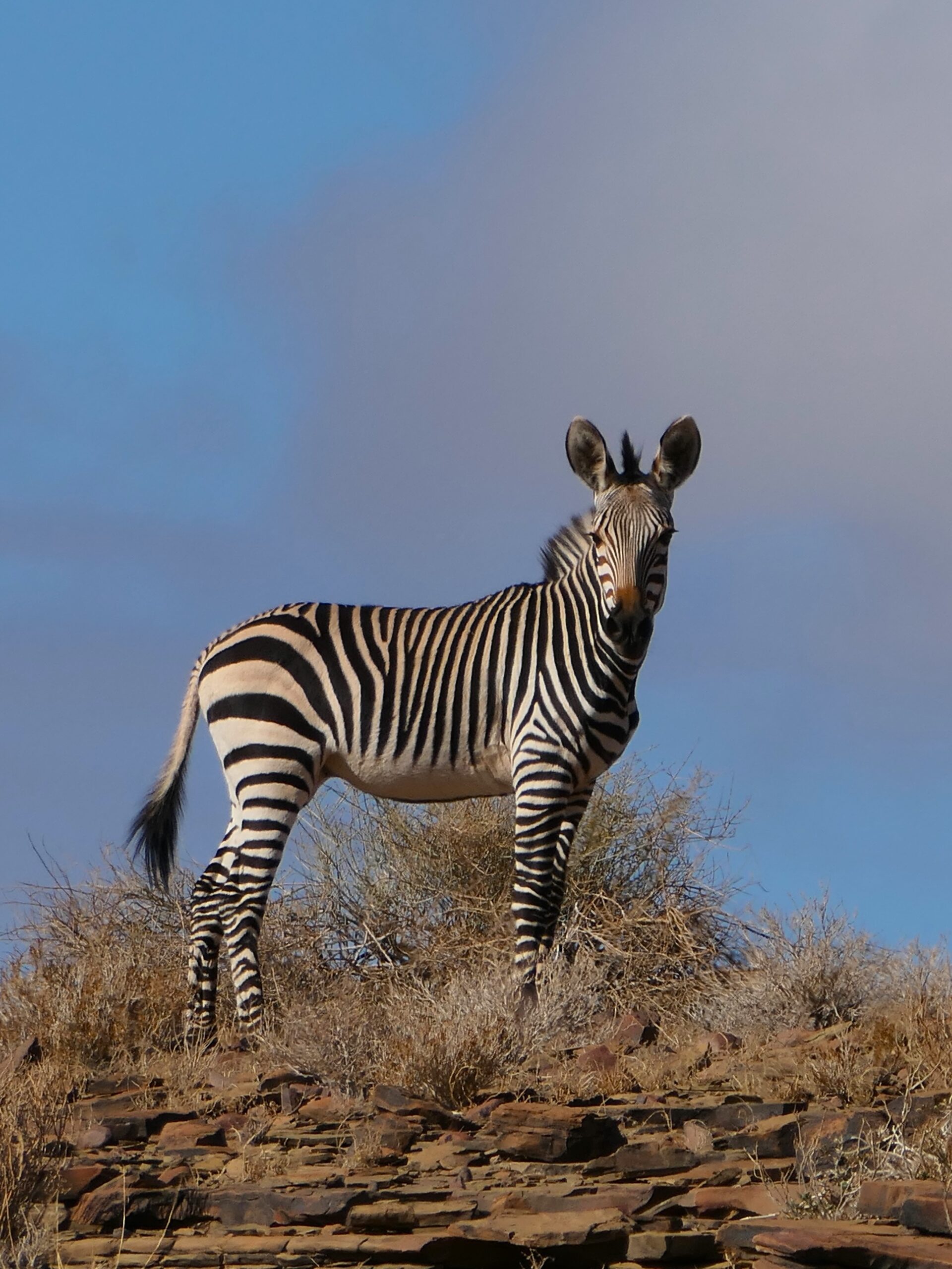 zebra-namibia