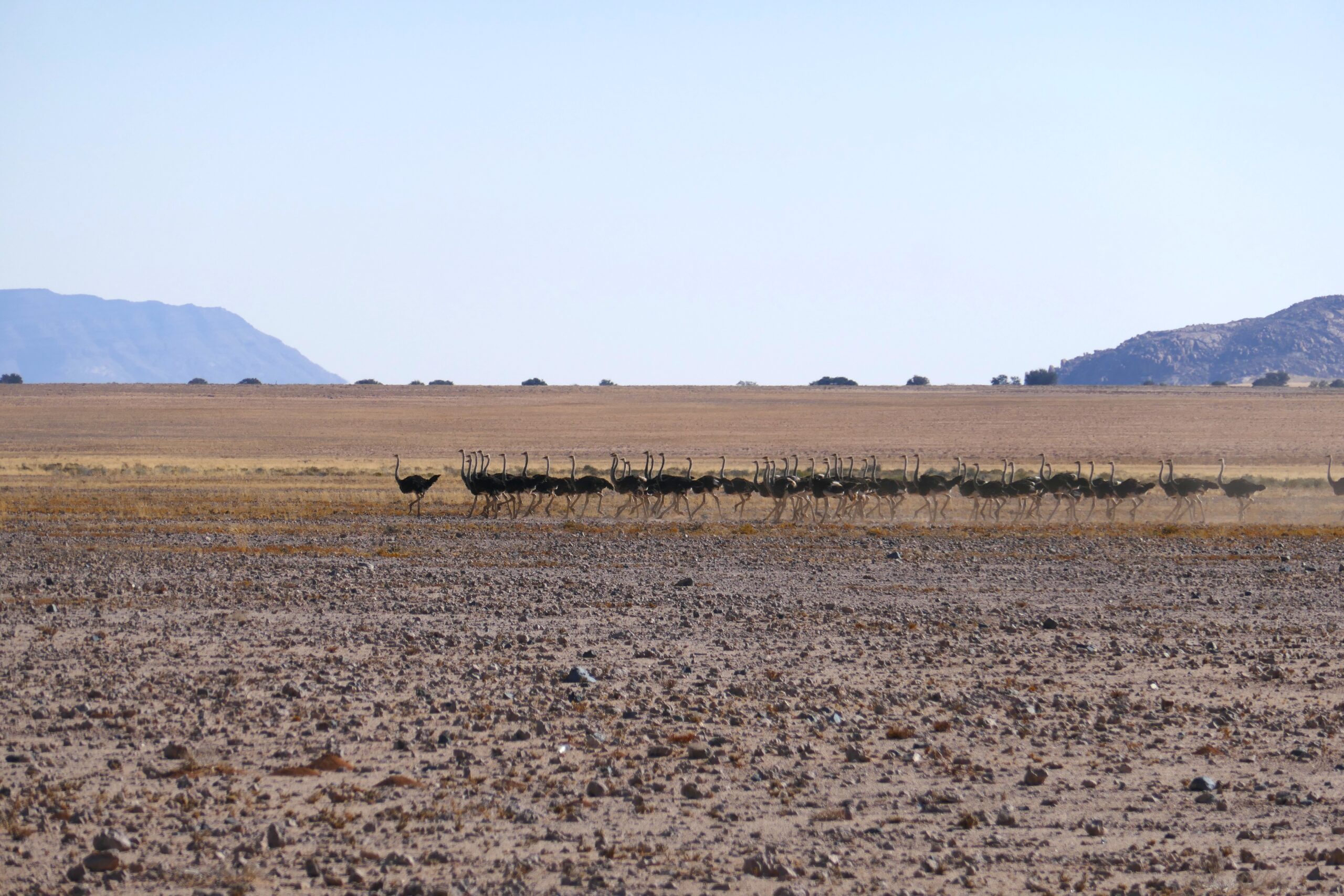 Struzzi lungo la strada