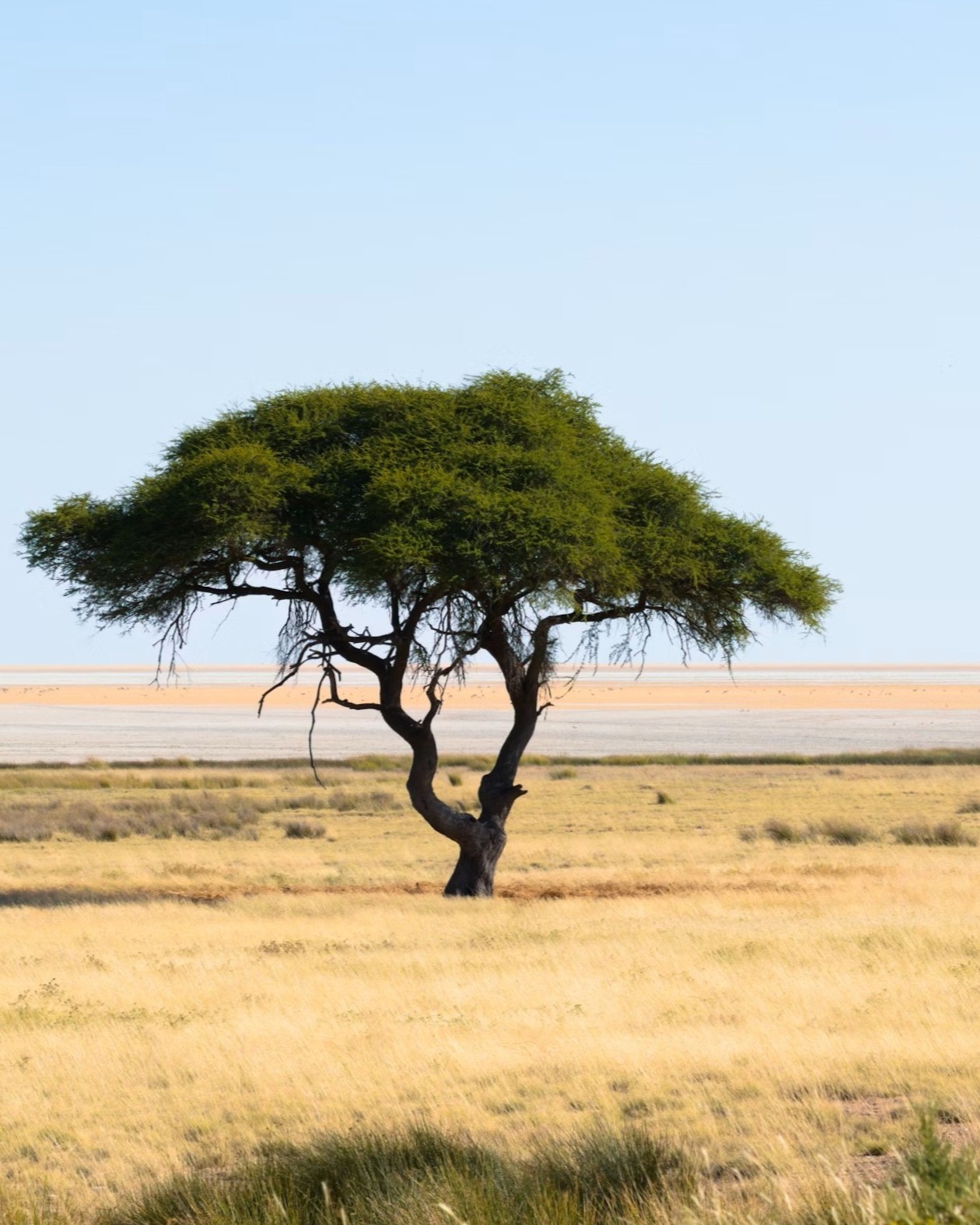 Ghepardi avvistati in un self drive al Etosha National Park in Namibia