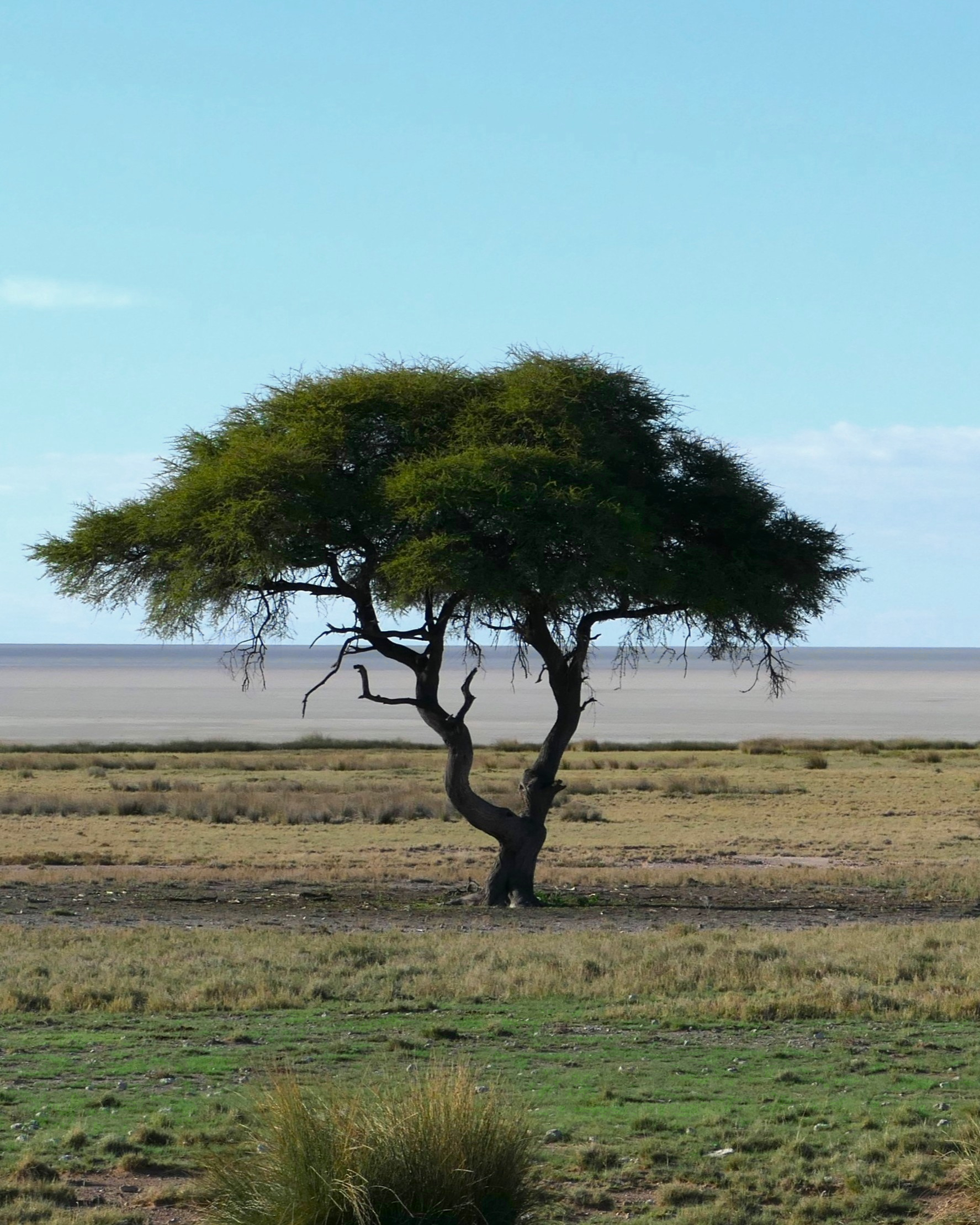 Ghepardo vicino alla pozza del Etosha National Park in Namibia