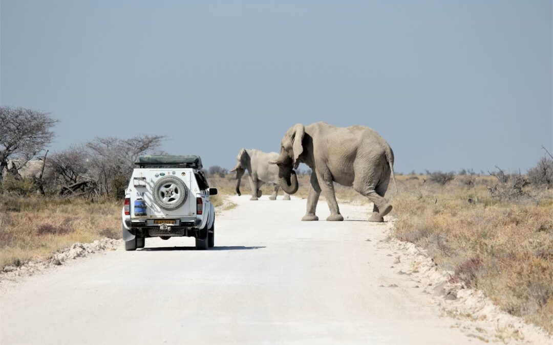 Parco Etosha: guida pratica per organizzare un safari in self-drive