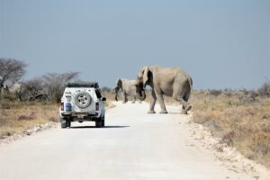 Safari al Parco Etosha in Namibia