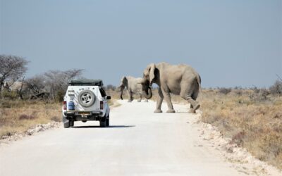Parco Etosha: guida pratica per organizzare un safari in self-drive