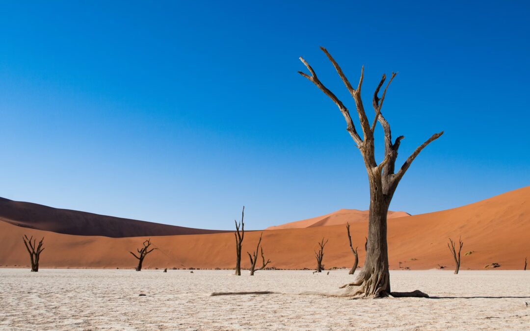 Sossusvlei e Deadvlei: accesso, navetta e regole aggiornate (2026)