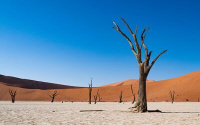 Sossusvlei e Deadvlei: accesso, navetta e regole aggiornate (2026)