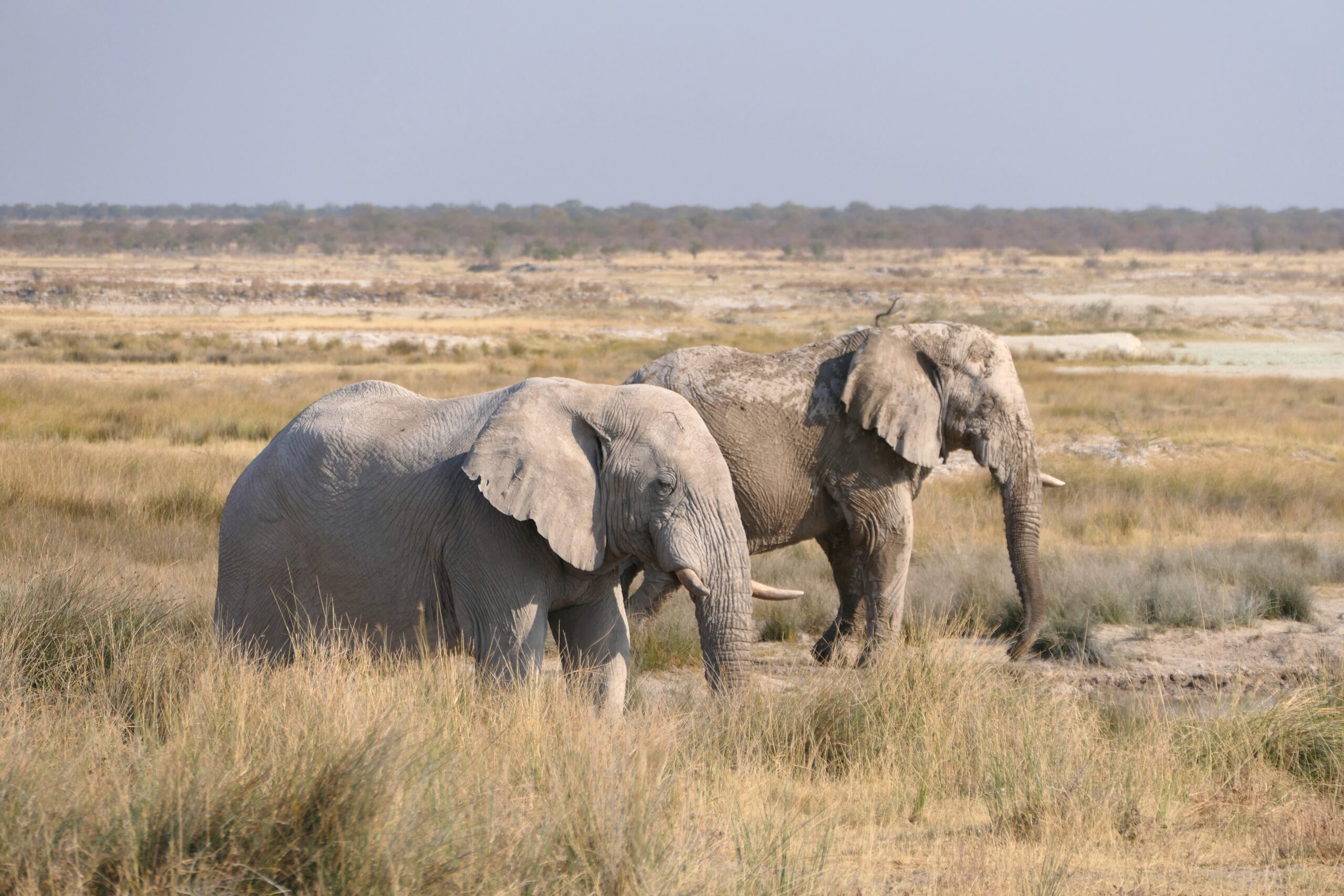 Etosha