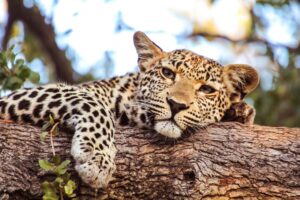 Namibia estate 2026 viaggio self drive
