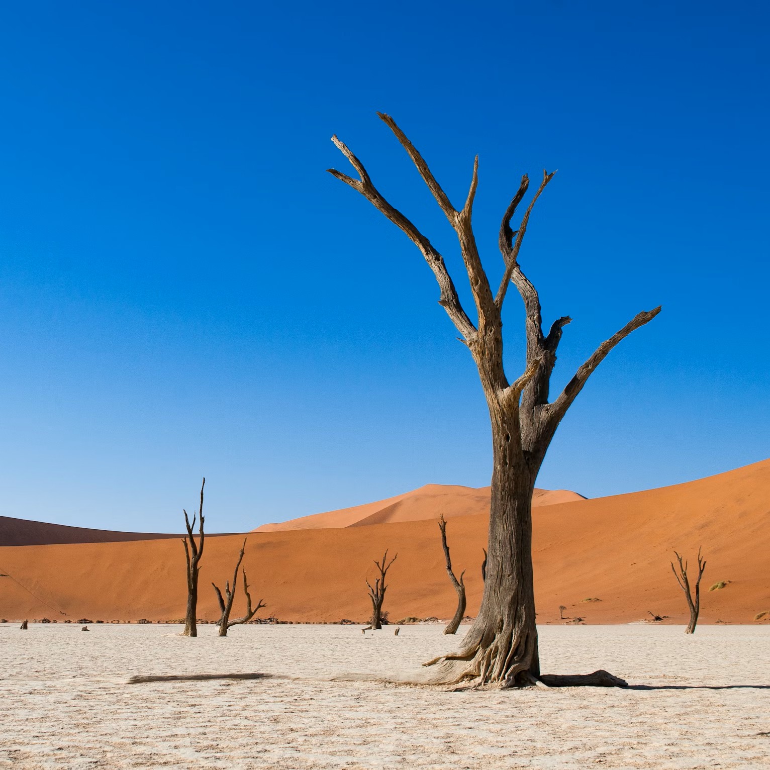 Deadvlei, una delle tappe dei nostri viaggi in Namibia