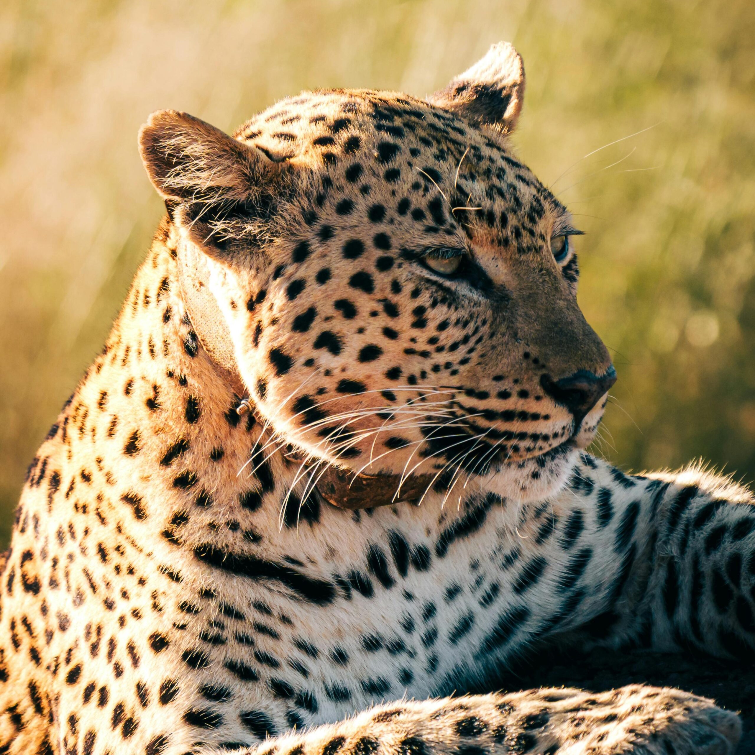 Leopard Tracking